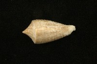 藏品(木乃伊芋螺)的圖片